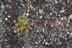 Chamaerhodos grandiflora