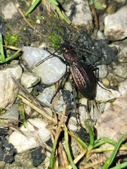 Carabus cancellatus