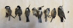 Sitta carolinensis