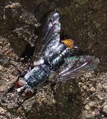Oestroidea