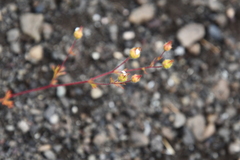 Chamaerhodos grandiflora