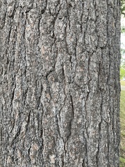 Pinus strobus