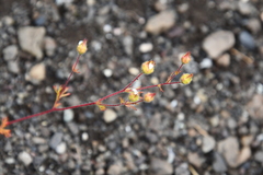 Chamaerhodos grandiflora