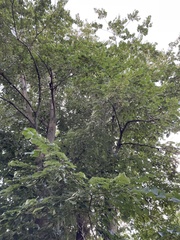 Tilia americana