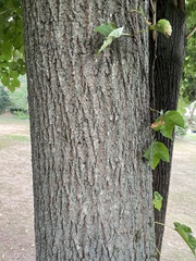 Tilia americana