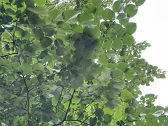 Tilia americana