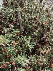 Polygonum paronychia