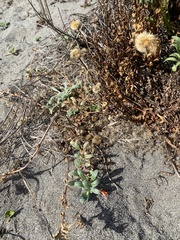 Camissoniopsis cheiranthifolia