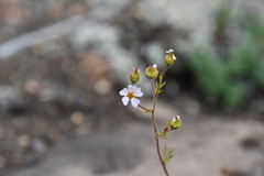 Chamaerhodos grandiflora