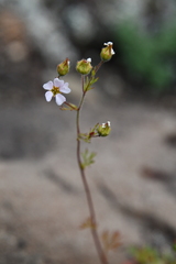 Chamaerhodos grandiflora