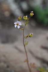 Chamaerhodos grandiflora