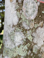 Physcia americana