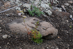 Chamaerhodos grandiflora