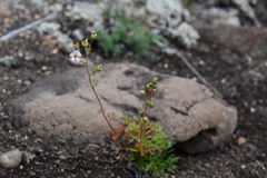 Chamaerhodos grandiflora