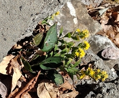 Solidago drummondii