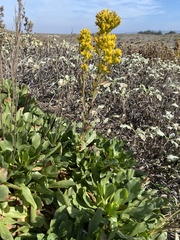 Solidago spathulata