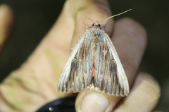 Catocala herodias gerhardi