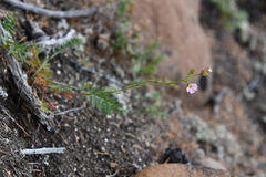 Chamaerhodos grandiflora
