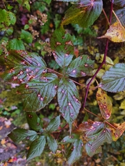 Rubus allegheniensis