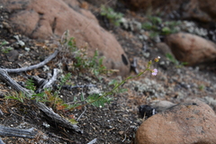 Chamaerhodos grandiflora