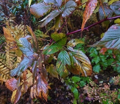 Rubus allegheniensis