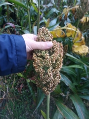 Sorghum bicolor