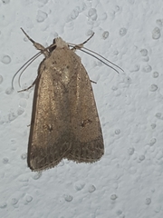 Caradrina flavirena