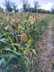 Sorghum bicolor