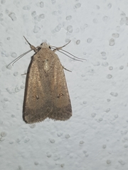 Caradrina flavirena