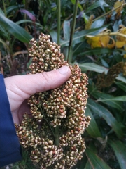 Sorghum bicolor