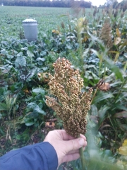 Sorghum bicolor