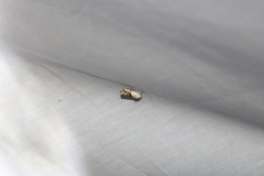 Ponometia candefacta