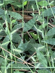 Oplismenus hirtellus