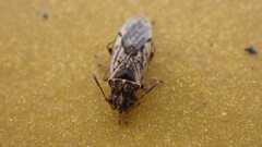 Nysius
