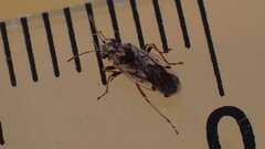 Nysius