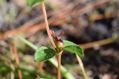 Rhexia petiolata