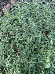 Oplismenus hirtellus