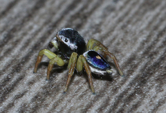 Maratus hesperus