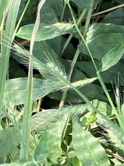 Oplismenus hirtellus