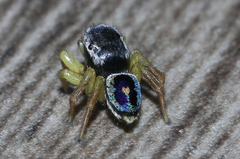 Maratus hesperus