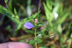 Rhexia petiolata