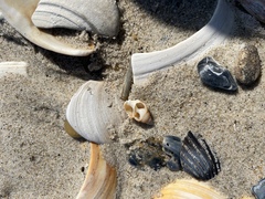 Ilyanassa trivittata