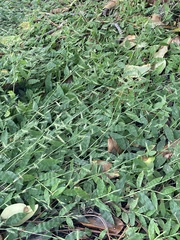 Oplismenus hirtellus