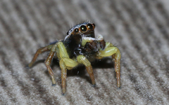 Maratus hesperus