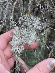 Pseudevernia consocians