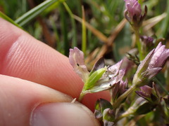 Gentianella amarella acuta