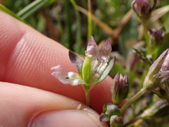 Gentianella amarella acuta