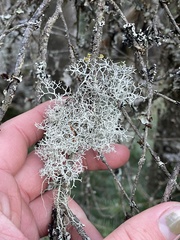 Pseudevernia consocians
