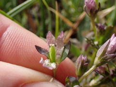 Gentianella amarella acuta