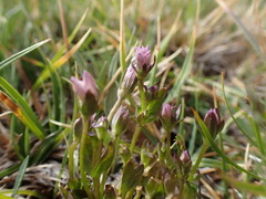 Gentianella amarella acuta